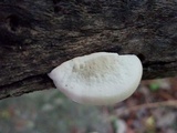 Trametes lactinea image