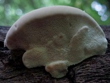 Trametes lactinea image