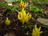 Clavulinopsis fusiformis image