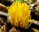 Clavulinopsis fusiformis image