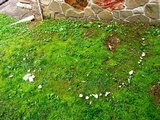 Clitocybe rivulosa image