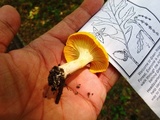 Cantharellus appalachiensis image