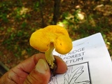 Cantharellus appalachiensis image