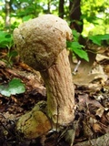 Hypomyces hyalinus image