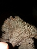 Craterellus foetidus image