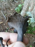Craterellus foetidus image
