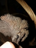 Craterellus foetidus image