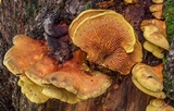 Pseudomerulius curtisii image