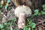Boletus subcaerulescens image