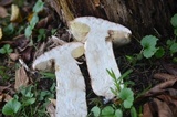 Boletus subcaerulescens image