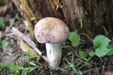 Russula cyanoxantha image