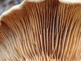 Tapinella panuoides image