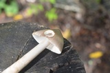 Amanita sect. Vaginatae image