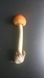 Amanita arkansana image