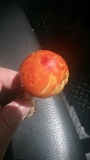Amanita arkansana image