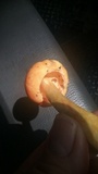 Amanita arkansana image