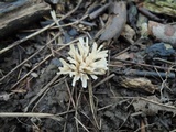 Image of Tremellodendropsis semivestitum