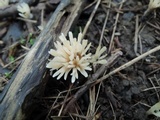 Tremellodendropsis semivestitum image