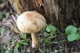 Tylopilus felleus image