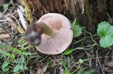 Tylopilus felleus image