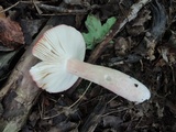 Russula rosea image