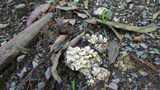 Macrocybe crassa image