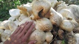 Macrocybe crassa image