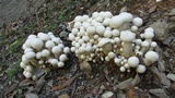 Macrocybe crassa image