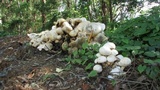 Macrocybe crassa image