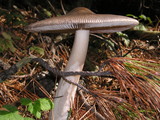 Amanita constricta image