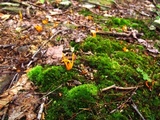 Clavulinopsis aurantiocinnabarina image
