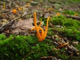 Clavulinopsis aurantiocinnabarina image