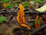 Clavulinopsis aurantiocinnabarina image