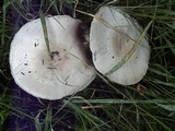 Agaricus didymus image