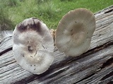 Agaricus didymus image