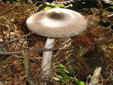 Amanita constricta image