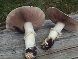 Agaricus didymus image