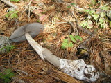 Amanita constricta image