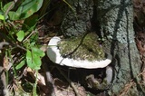 Oxyporus populinus image