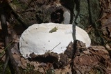 Oxyporus populinus image