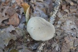 Retiboletus griseus image
