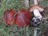 Boletus rubriceps image