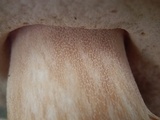 Boletus rubriceps image