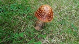 Amanita flavorubens image