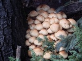 Pholiota squarrosa image