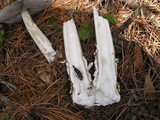 Amanita constricta image