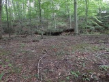 Boletus auripes image