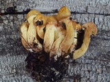 Suillus americanus image