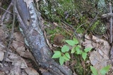 Coltricia cinnamomea image