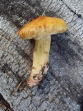 Suillus americanus image